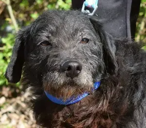 Tribit - hat seine schlimme Vergangenheit überwunden und wurde zu einem liebebedürftigen Hundemann.