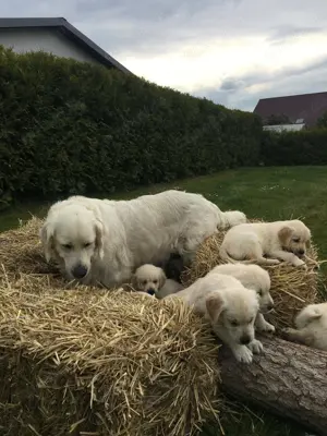 Golden Retriever Welpen