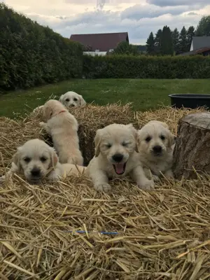  Golden Retriever Welpen suchen ein liebevolles Zuhause 