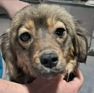 Roxy, a.d.Tierschutz, kleine aufgeweckte Hundedame 
