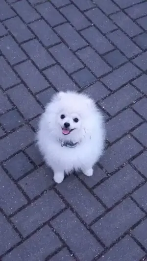 Pomeranian welpen