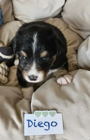 Australien shepherd mini Black tri Welpe