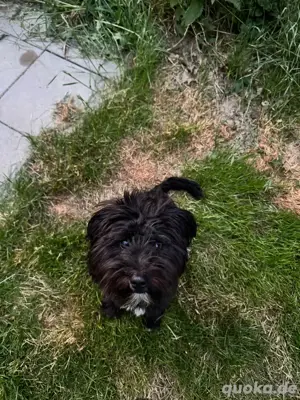  Kleine Nuca wartet vergeblich   jetzt sucht sie ein Zuhause voller Liebe! Bild 2