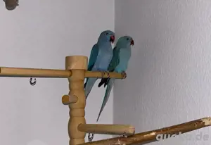 Halsbandsittiche