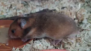 Hamster Nachwuchs