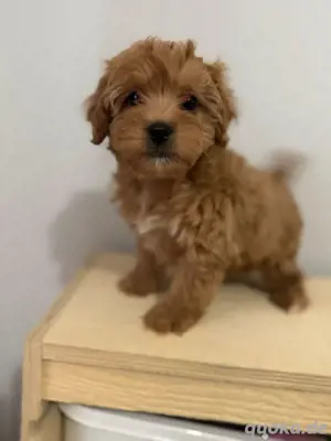 Maltipoo Welpe