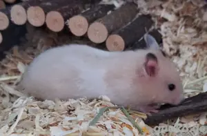 Hamster Nachwuchs