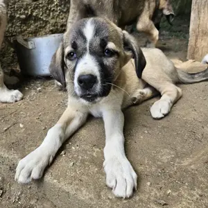 Mia-Melina, geb. ca. 02 2025, lebt in GRIECHENLAND, auf einer privaten Pflegestelle  Bild 8