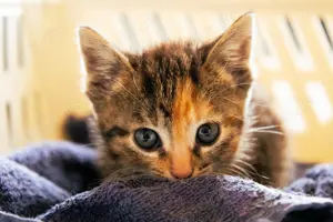 Katzenbabys suchen neues Zuhause!