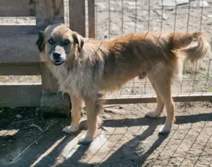 Duke ist total lieb und freundlich Bild 3