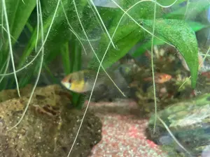 Aquarium Juwel Rio125 LED mit Besatz und Zubehör Bild 4