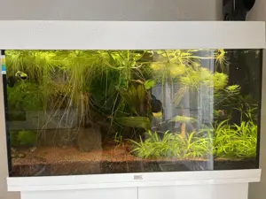 Aquarium Juwel Rio125 LED mit Besatz und Zubehör Bild 2