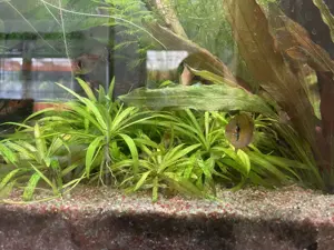 Aquarium Juwel Rio125 LED mit Besatz und Zubehör Bild 5