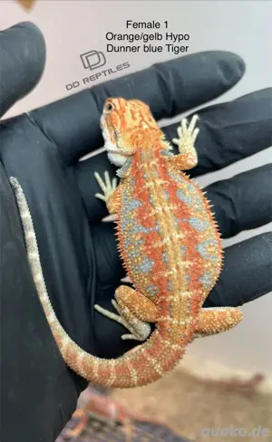 Bartagamen Jungtiere red, yellow, orange, blue Tiger, Dunner, Hypo 