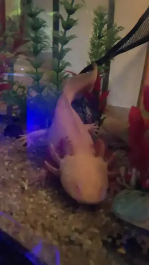 Ein wunderschöner schneeweißer- Axolotl zu verkaufen!