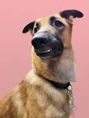 Verschmuste liebe Malinois-Mischlings Hündin, Belgischer Schäferhund, gerader Rücken, Familienhund