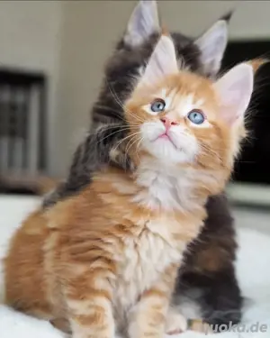 Maine Coon Kätzchen