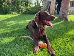 Flat Coated Retriever Welpen- reinrassig