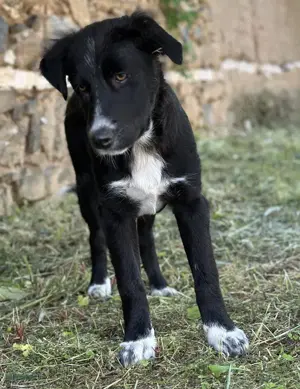 Abby, geb. ca. 12 2024, lebt in GRIECHENLAND, auf einer privaten Pflegestelle Bild 3