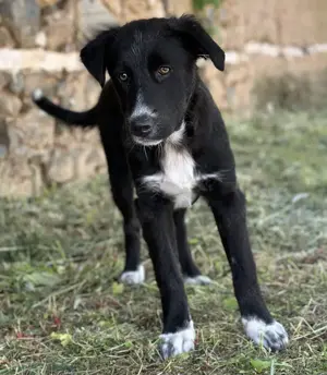 Abby, geb. ca. 12 2024, lebt in GRIECHENLAND, auf einer privaten Pflegestelle Bild 4