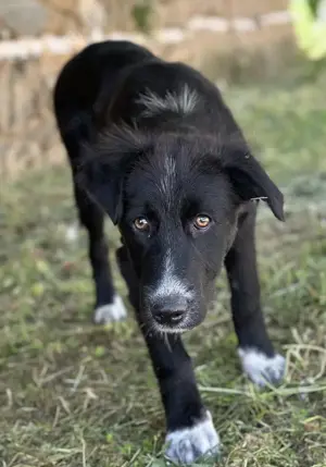 Abby, geb. ca. 12 2024, lebt in GRIECHENLAND, auf einer privaten Pflegestelle Bild 7