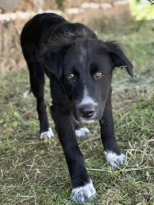 Abby, geb. ca. 12 2024, lebt in GRIECHENLAND, auf einer privaten Pflegestelle Bild 5