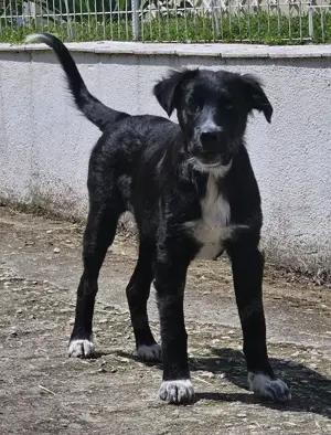 Abby, geb. ca. 12 2024, lebt in GRIECHENLAND, auf einer privaten Pflegestelle Bild 10