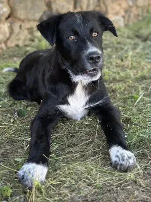 Abby, geb. ca. 12 2024, lebt in GRIECHENLAND, auf einer privaten Pflegestelle Bild 6