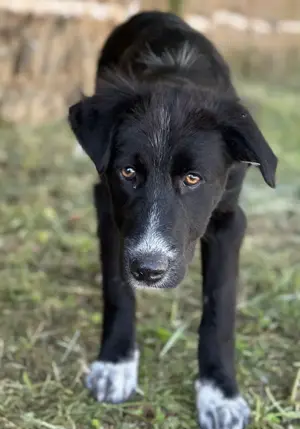 Abby, geb. ca. 12 2024, lebt in GRIECHENLAND, auf einer privaten Pflegestelle Bild 2