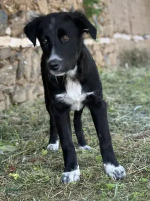 Abby, geb. ca. 12 2024, lebt in GRIECHENLAND, auf einer privaten Pflegestelle Bild 8