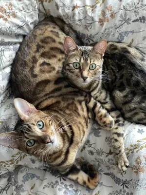 Zwei Bengalkatzen suchen ein liebevolles Zuhause
