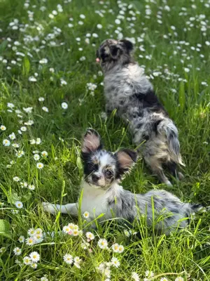 Chihuahua Welpen Rüden Merle langhaar suchen Dich 