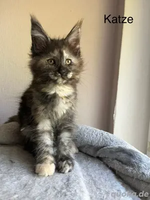 Maine Coon