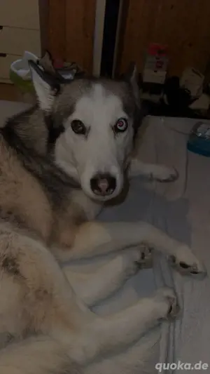 Husky hündin