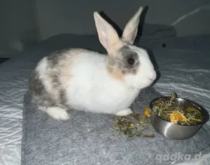 Kaninchen sucht zuhause
