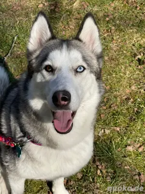 Husky hündin Bild 2