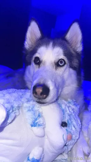 Husky hündin Bild 3