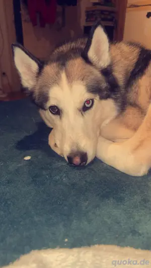 Husky hündin Bild 4