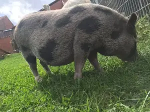 Minischwein Sau von 2019