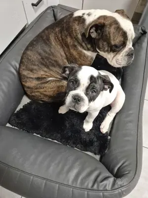 Old English Bulldog Mädchen
