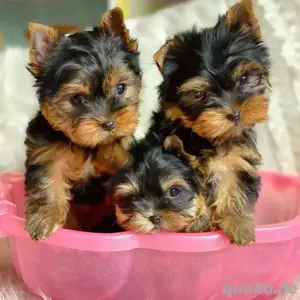 Suche Yorkie-Welpen für die Familie! 