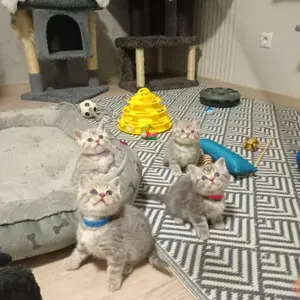 Bkh Kitten, tabby Whiskas 
