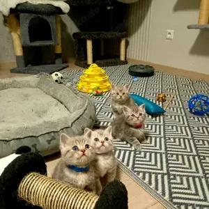 Bkh Kitten, tabby Whiskas 