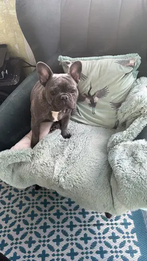 Französisch Bulldogge, männlich, Alter 9 Monate 