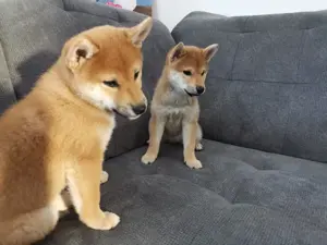 Reinigunge Shiba Inu Welpen mit Ahnentafel 