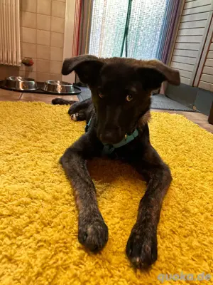 Hübscher Simon sucht ein neues Zuhause Bild 6