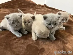 Zuckersüße reinrassige BKH Kittens