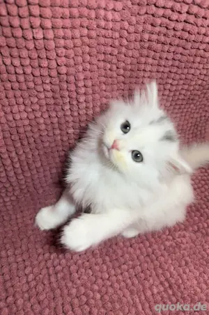 Schöne kitten 