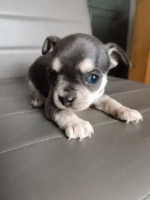 2 süße Chihuahua Welpen 