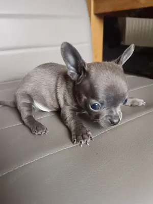 2 süße Chihuahua Welpen 